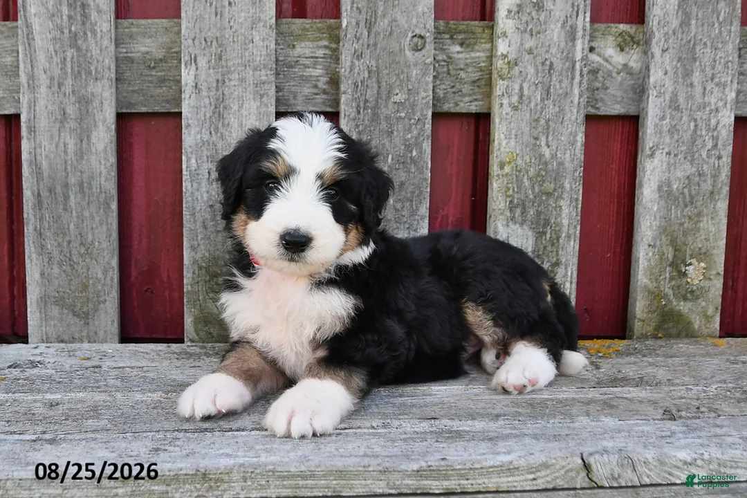 Bernedoodle dogs for sale: Sadie - Ad 2