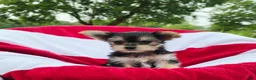 Yorkshire Terrier dogs for sale: Daisy - Ad 7
