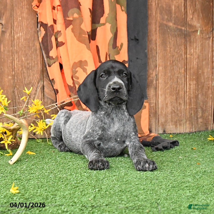 German Shorthaired Pointer dogs Landa - Ad 2