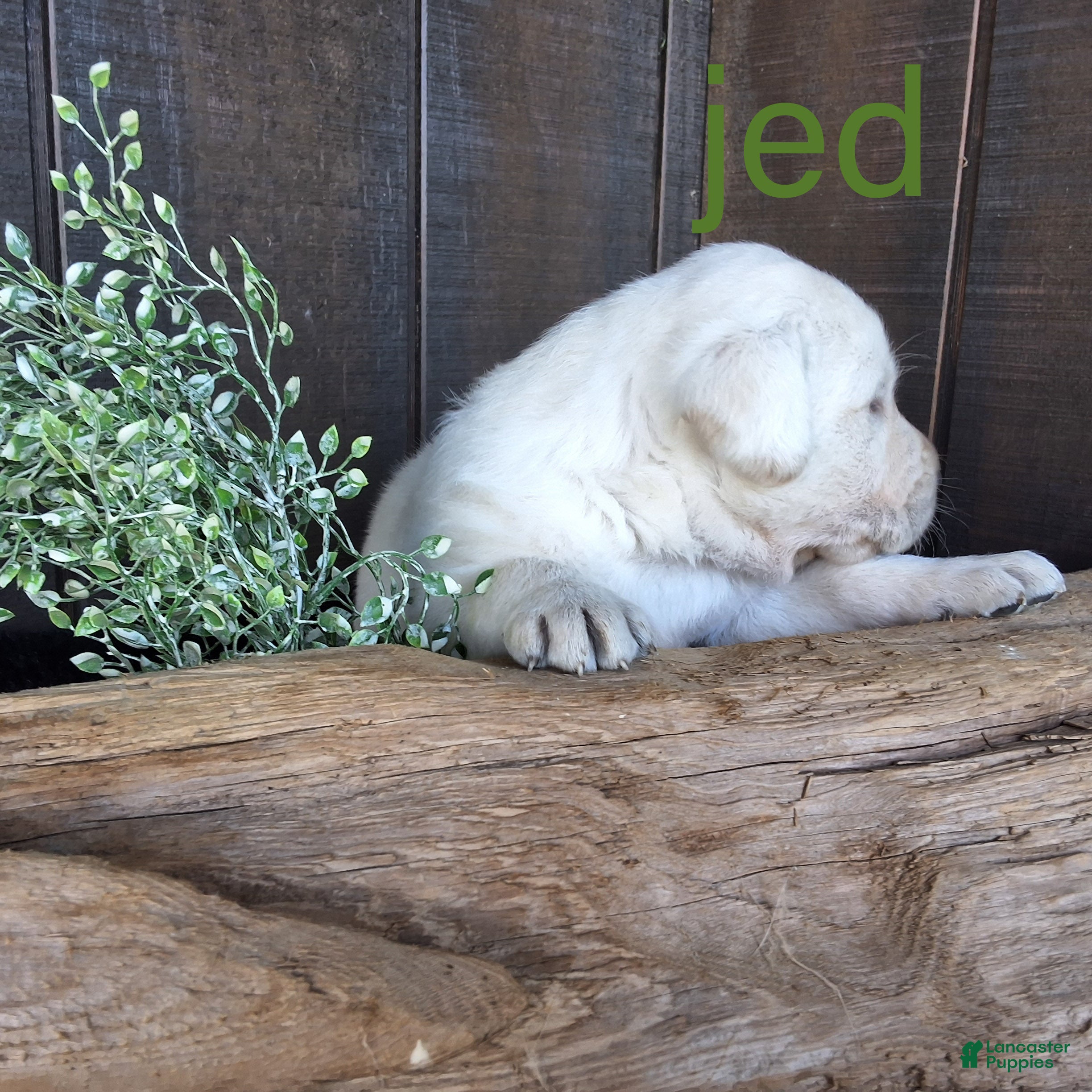 Labrador Retriever dogs Jed Retriever 3 - Ad 2