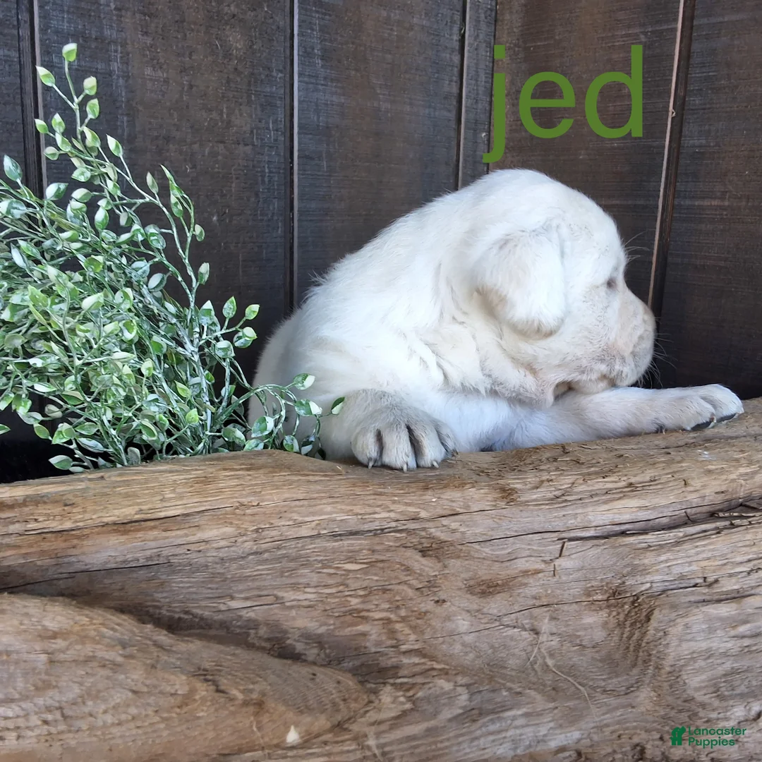 Labrador Retriever dogs for sale: Jed Retriever 3 - Ad 2