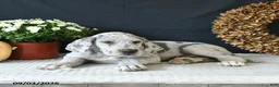 Great Dane dogs for sale: Bo  - Ad 8