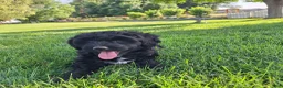 Mini Aussiedoodle dogs for sale: Yellow - Ad 10