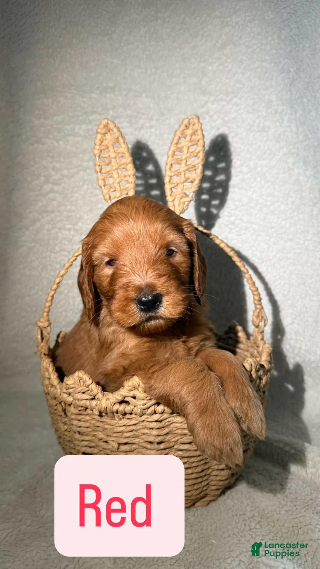 Goldendoodle dogs for sale: Dior - red - Ad 2