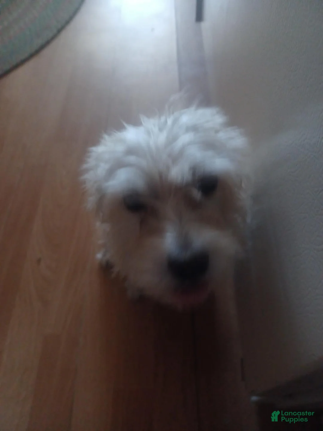 Mixed Breed dogs for sale: Mixed Breed 3 - Ad 2