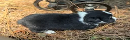 Mixed Breed dogs for sale: Black girl 2 - Ad 13