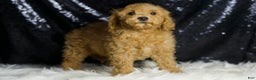Mini Goldendoodle dogs for sale: Donald - Ad 3