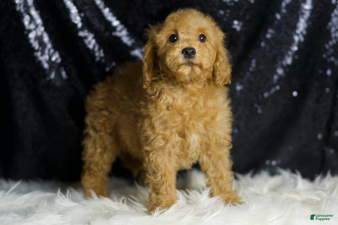 Mini Goldendoodle dogs for sale: Donald - Ad 3