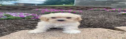 Cavapoo dogs for sale: Annie - Ad 4