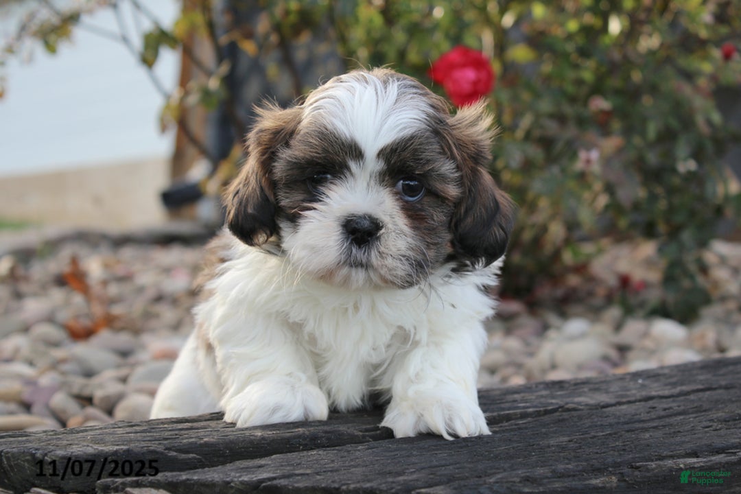 Shih Tzu dogs for sale: Cuddles - Ad 2