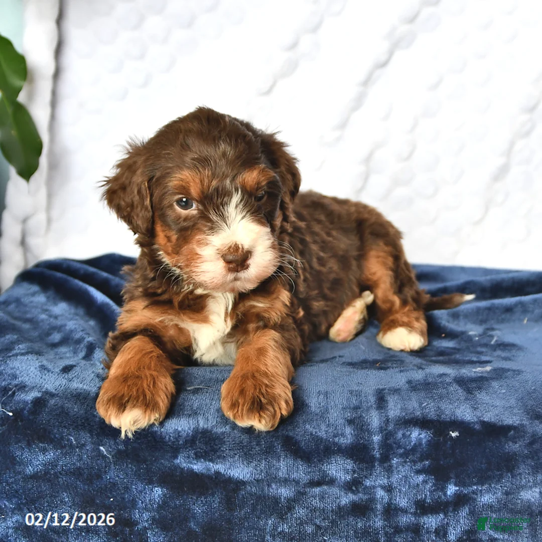 Mini Bernedoodle dogs for sale: Oscar - Ad 4