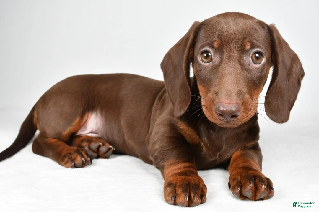 Dachshund dogs for sale: Ronnie - Ad 9
