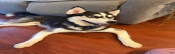 Pomsky dogs for sale: Jet - Ad 3