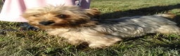 Yorkiepoo dogs for sale: Zuma - Ad 6