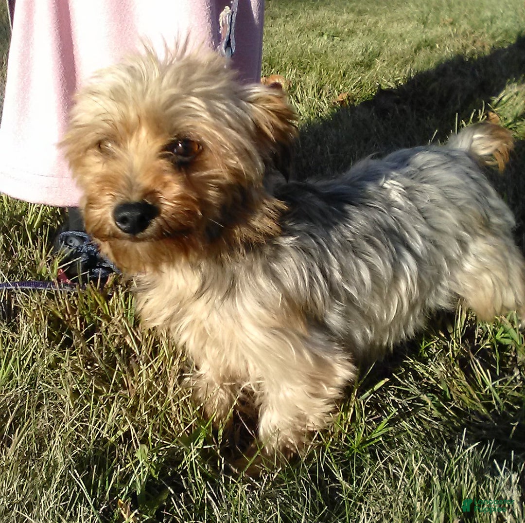 Yorkiepoo dogs for sale: Zuma - Ad 6