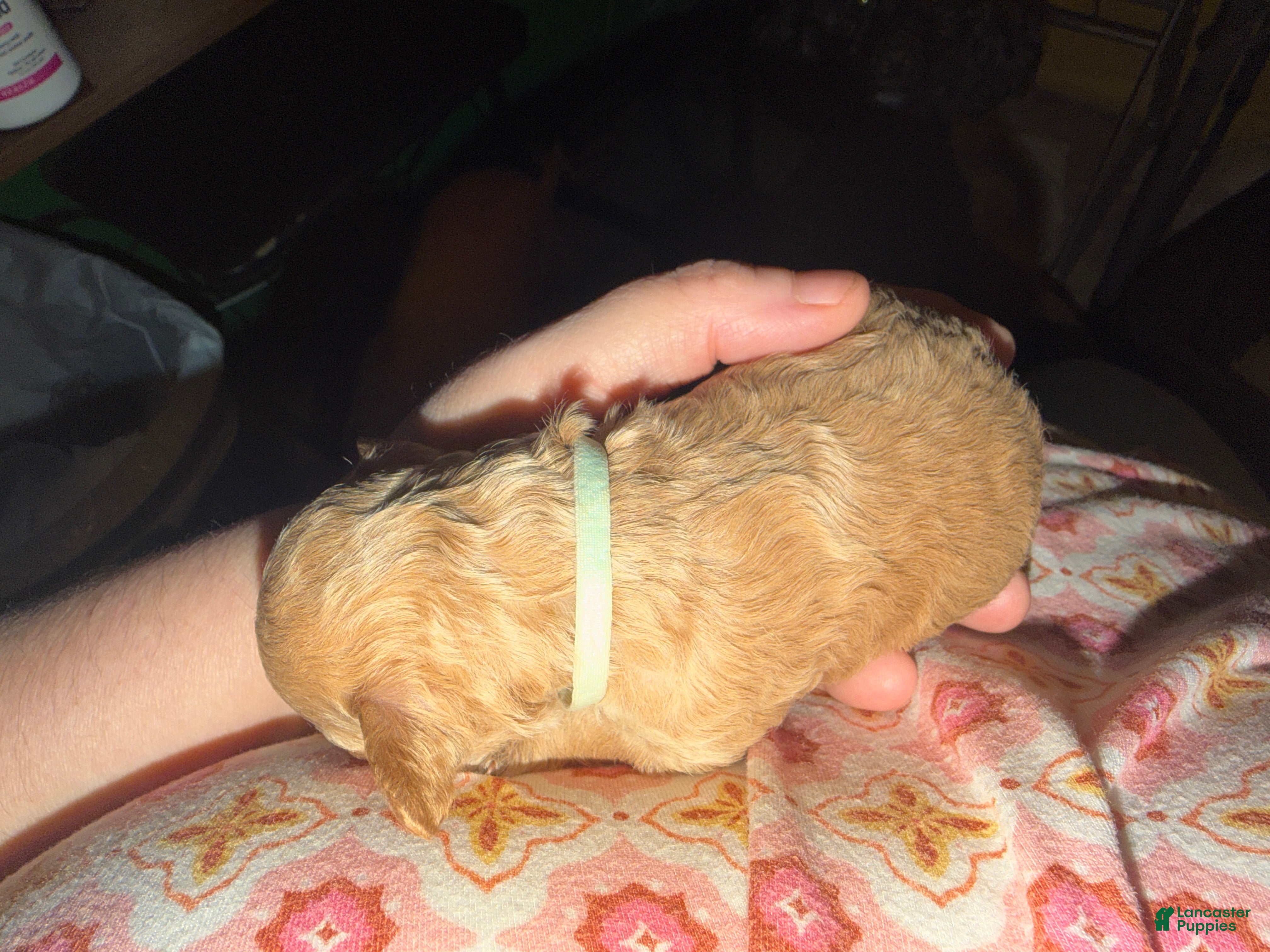 Miniature Poodle dogs AKC Miniature Poodle Puppy Light Green - Ad 10