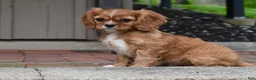 Cavalier King Charles Spaniel dogs for sale: Reese - Ad 5