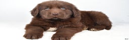 Newfoundland dogs for sale: Patrick - Ad 5