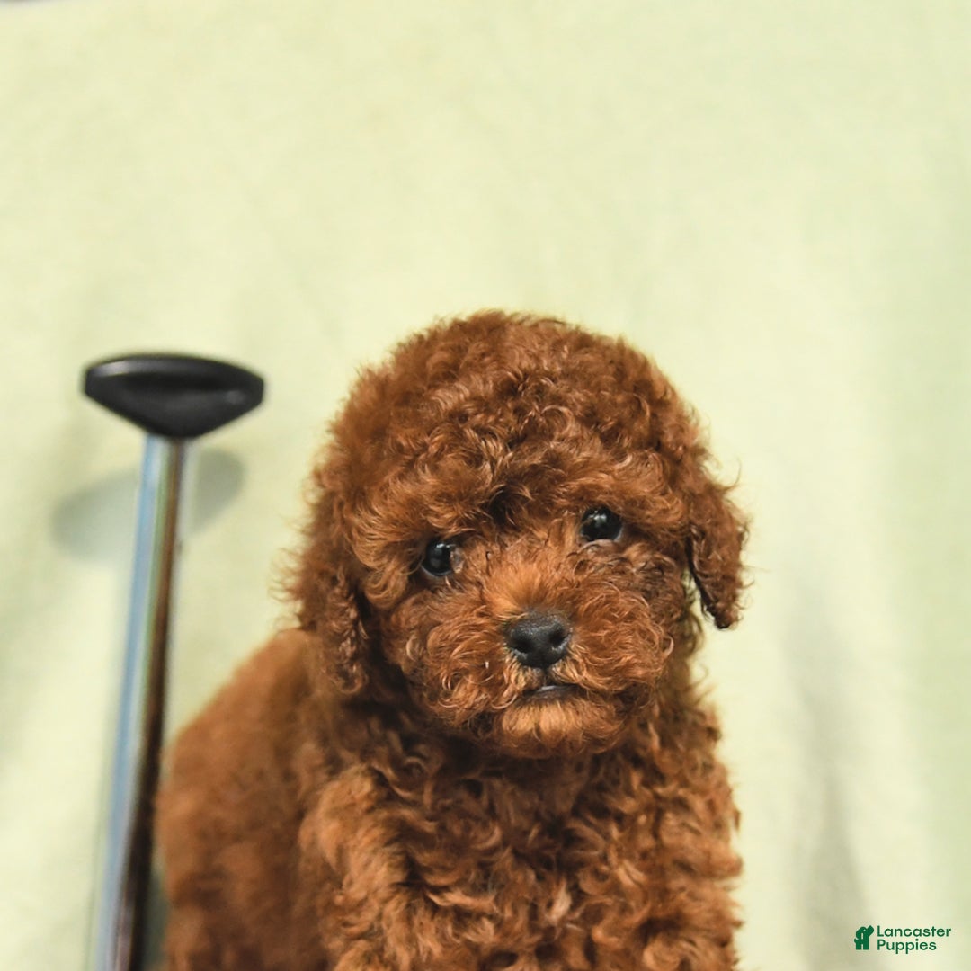Miniature Poodle dogs for sale: Daffodil - Ad 3