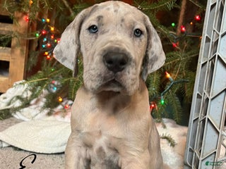 Great Dane dogs Eggnog - Ad 40