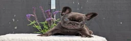 French Bulldog dogs for sale: Zeus - Ad 2