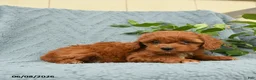 Cavapoo dogs for sale: Hascal - Ad 3