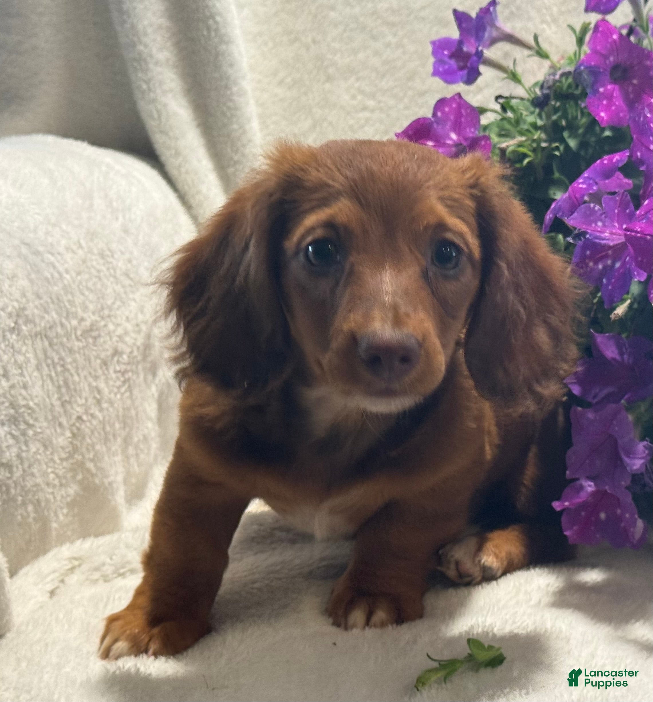 Miniature Dachshund dogs Paisley  - Ad 1