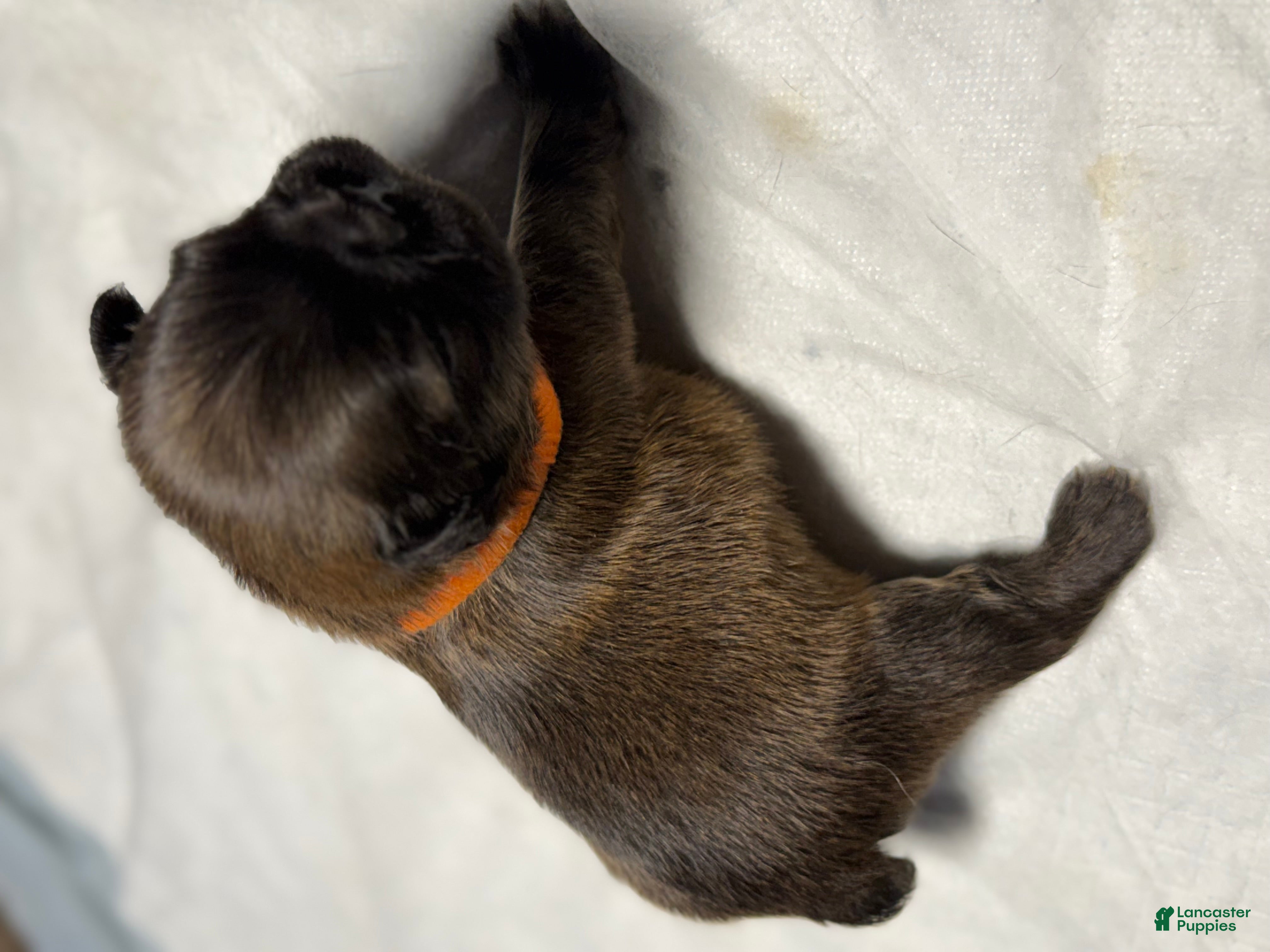 French Bulldog dogs Foxy - Ad 2