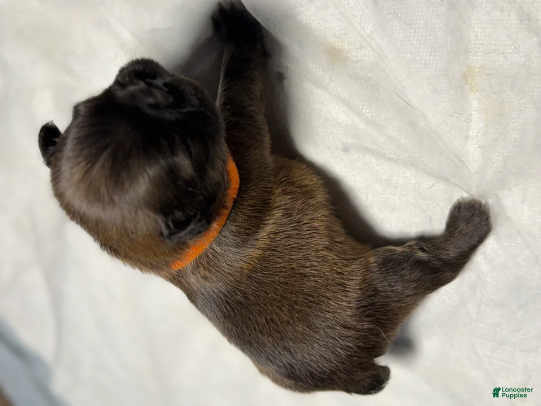 French Bulldog dogs for sale: Foxy - Ad 2