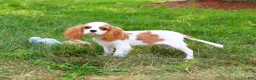 Cavalier King Charles Spaniel dogs for sale: Khalil - Ad 3