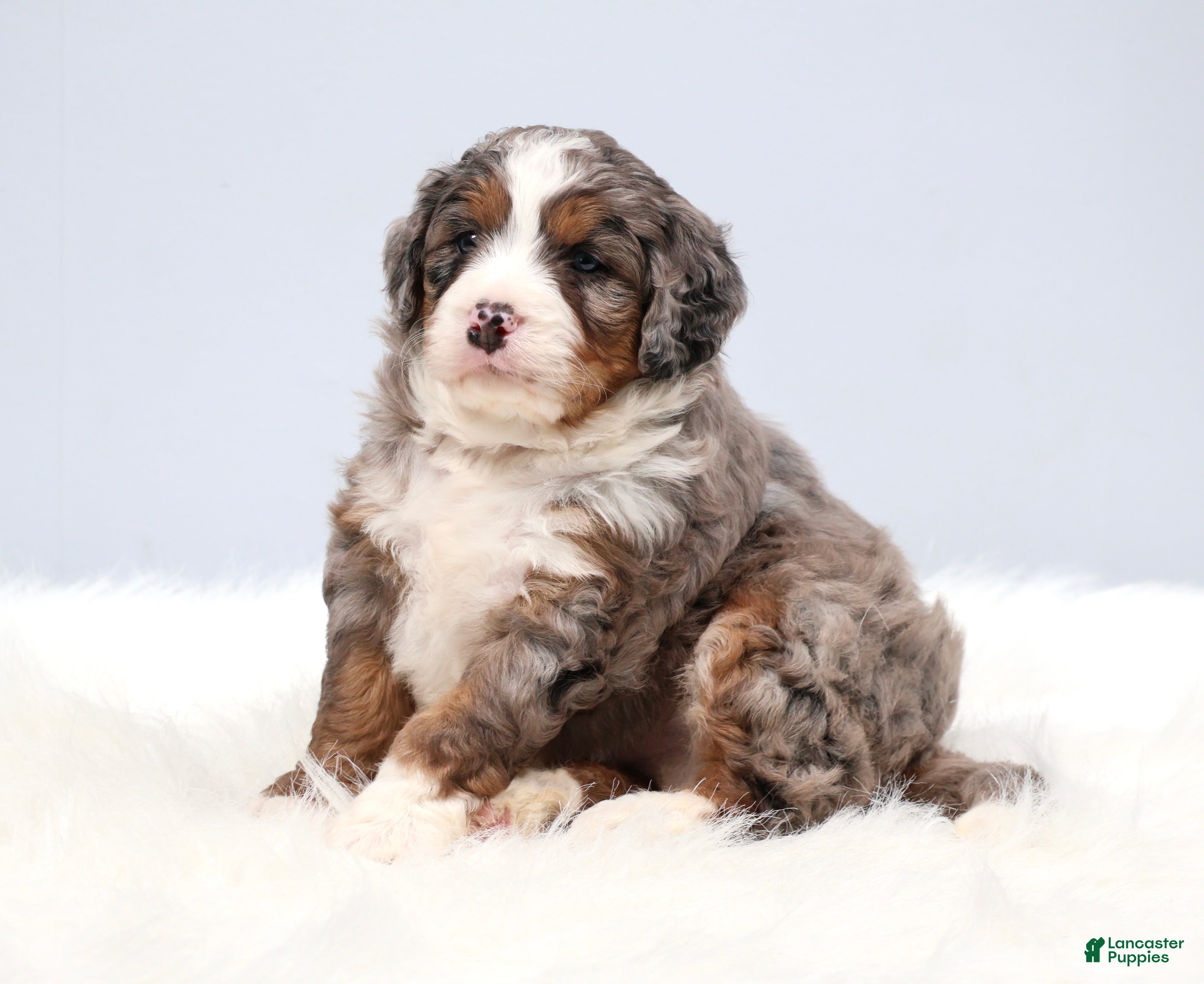 Mini Bernedoodle dogs Fido - Ad 2