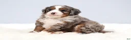Mini Bernedoodle dogs for sale: Fido - Ad 14
