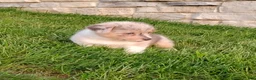 Welsh Corgi Pembroke dogs for sale: Welsh Corgi Pembroke 2 - Ad 3