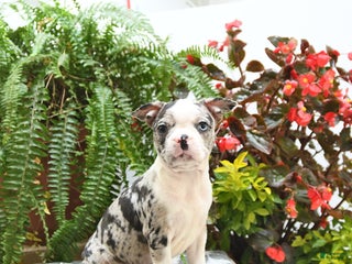 Boston Terrier dogs - Ad 28