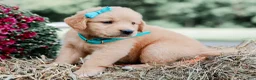 Golden Retriever dogs for sale: Ashton AKC Golden Retriever Pup - Ad 4