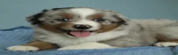 Miniature Australian Shepherd dogs for sale: Forrest 🌲 - Ad 5