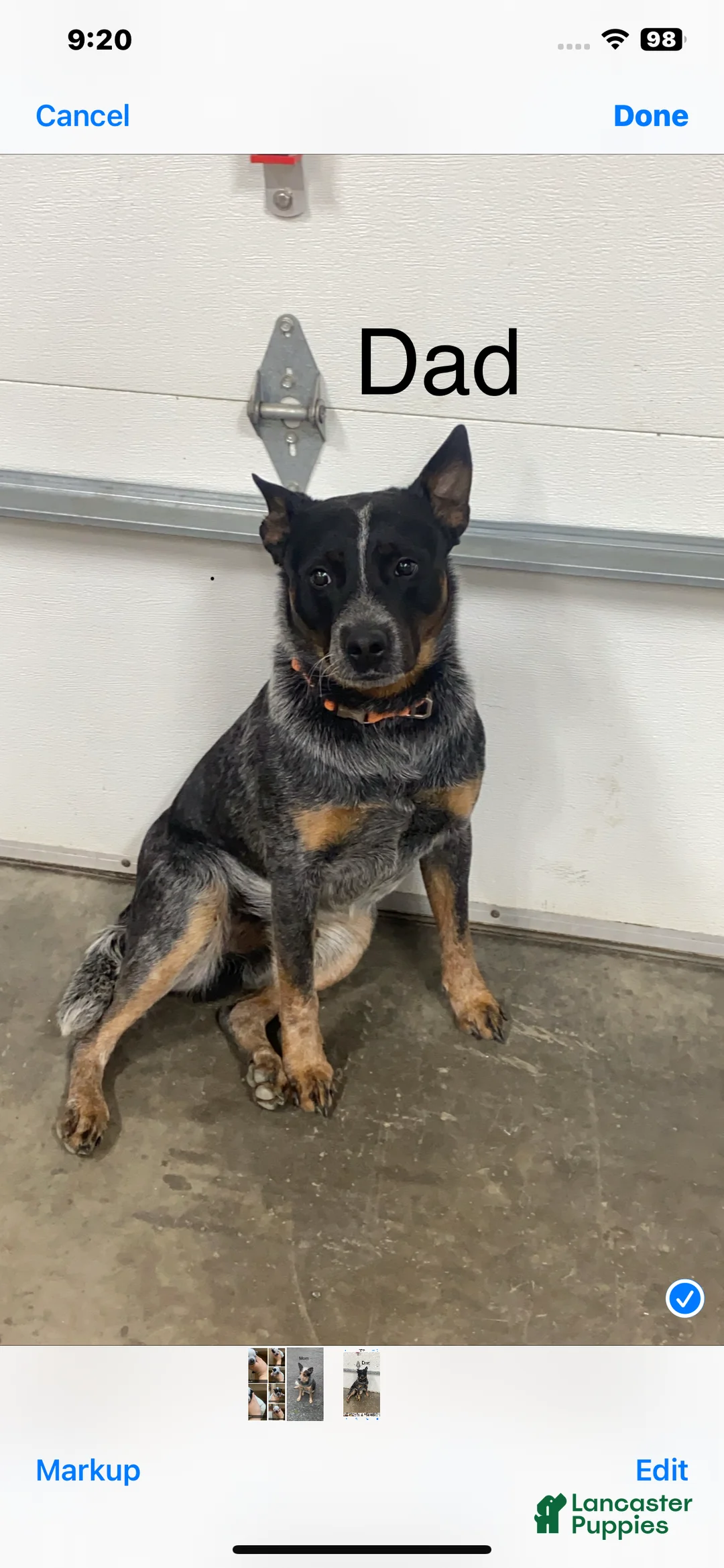 Australian Cattle Dog dogs for sale: Gunnar  - Ad 6
