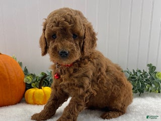 Miniature Poodle dogs - Ad 39