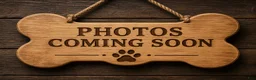 Teddy Bear dogs for sale: Clyde - Ad 1