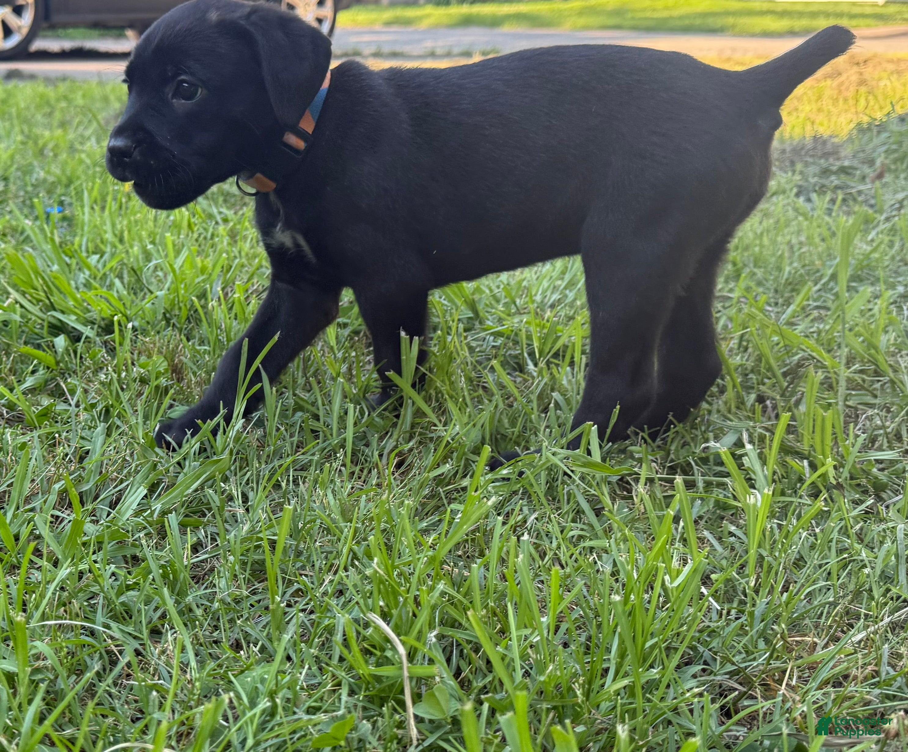 Cane Corso dogs Crowley AKC yellow/orange collar - Ad 18