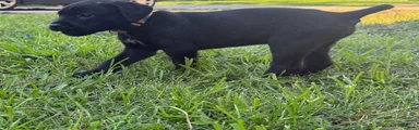 Crowley AKC yellow/orange collar