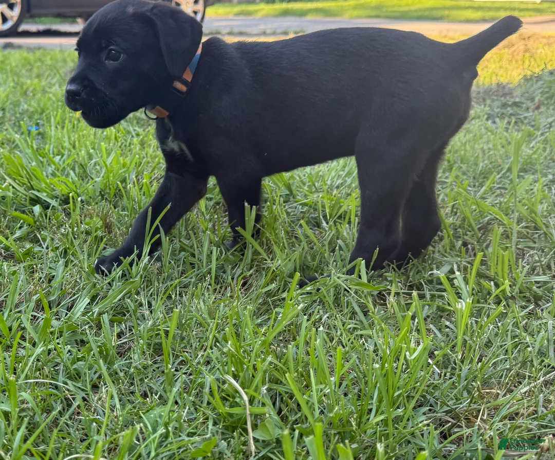 Cane Corso dogs for sale: Crowley AKC yellow/orange collar - Ad 1
