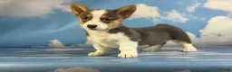 Welsh Corgi Pembroke dogs for sale: ACA Dixie natural bobtail Bluie fluffy carrier triple clear - Ad 4