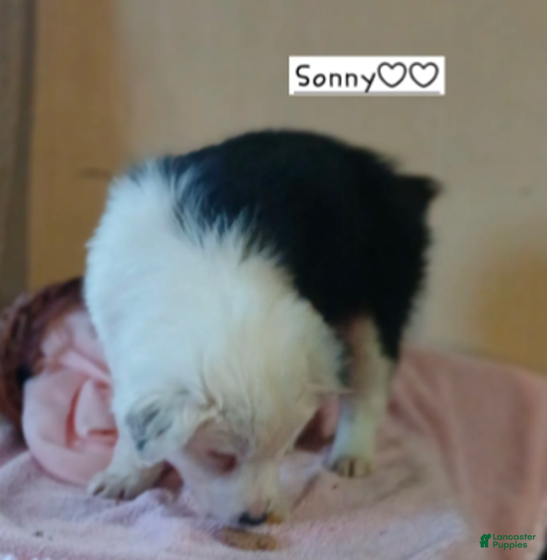 Australian Shepherd dogs for sale: Sonny - Ad 2