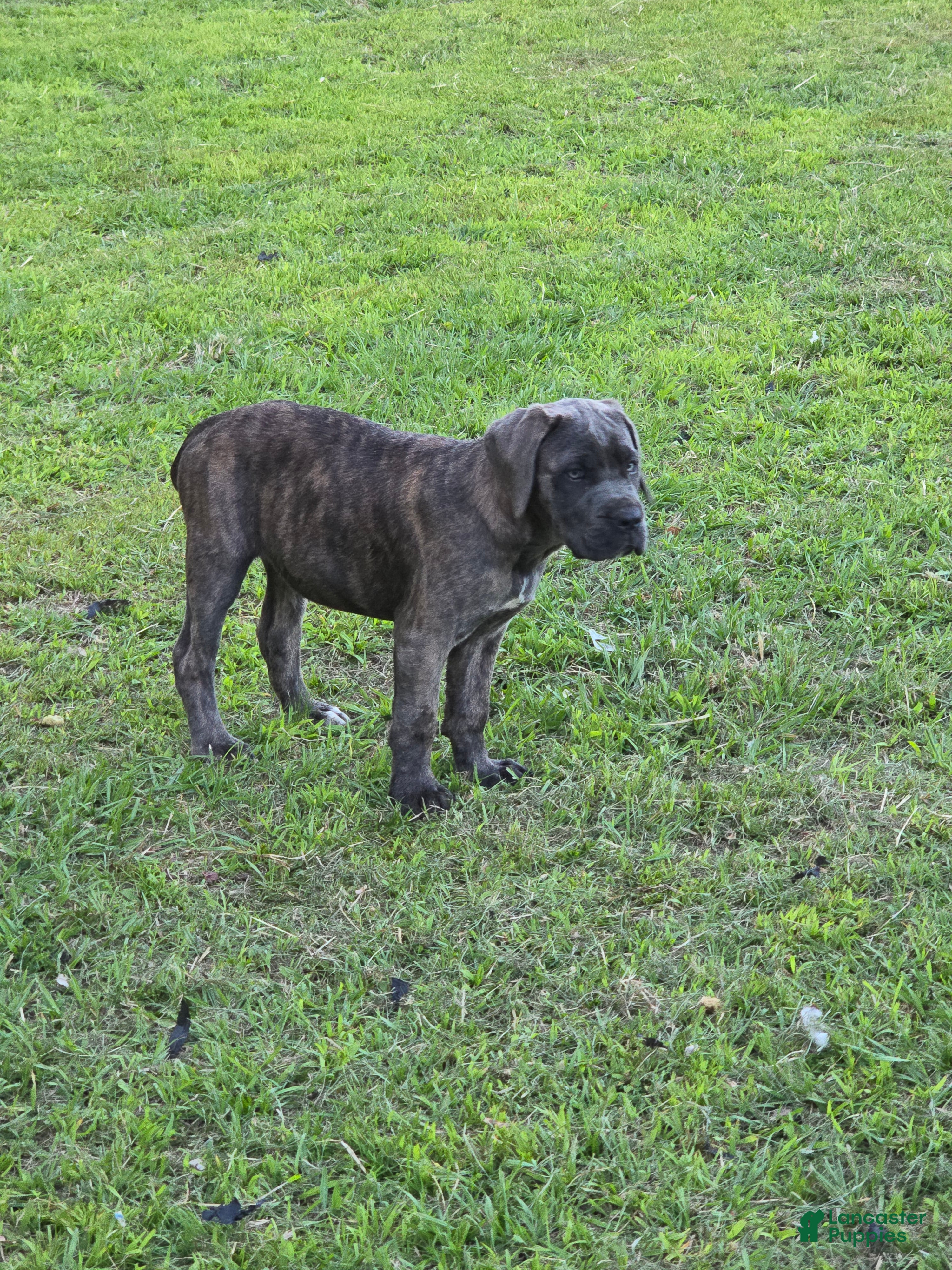 Cane Corso dogs Cane Corso Puppy 2 - Ad 2