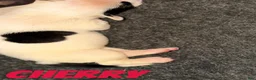 Mixed Breed dogs for sale: CHERRY - Ad 2