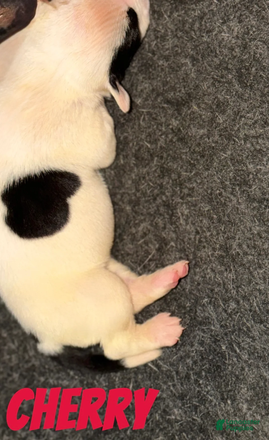 Mixed Breed dogs for sale: CHERRY - Ad 2