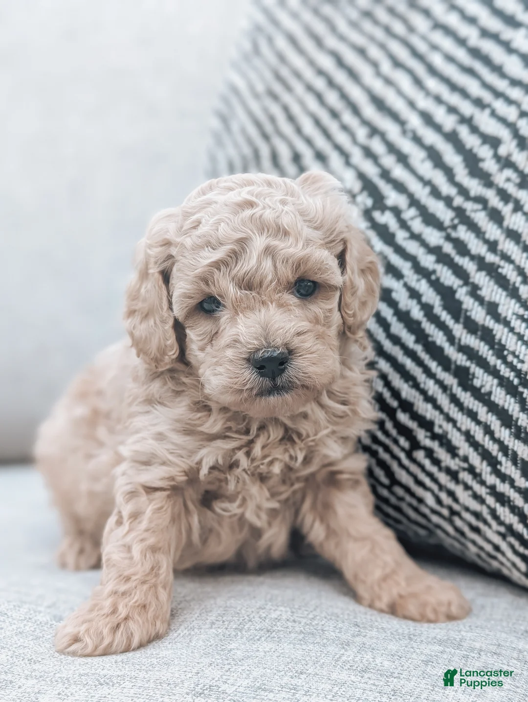 Bichpoo dogs for sale: Toby - Ad 1