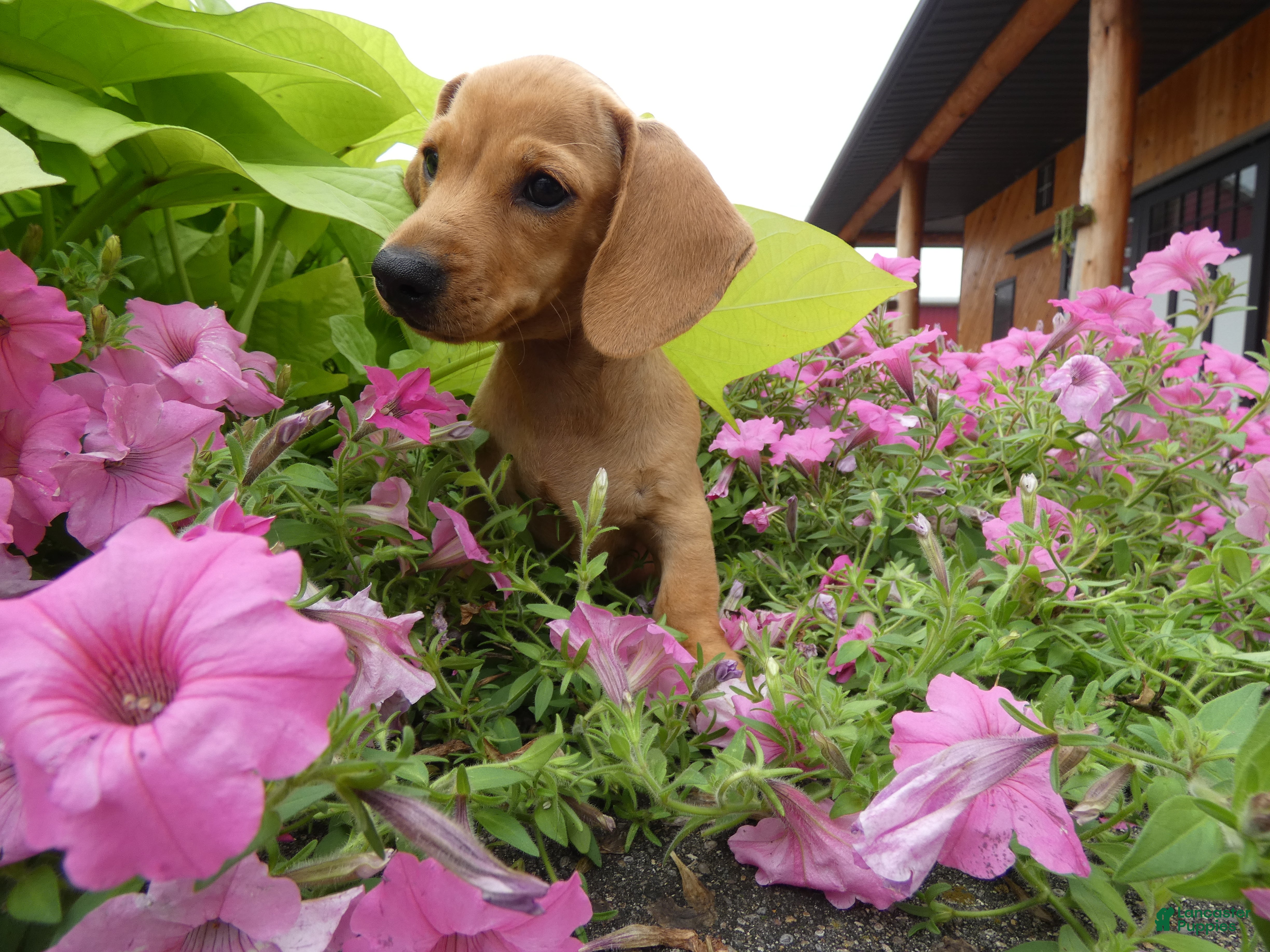 Miniature Dachshund dogs Miniature Dachshund 1 Molly - Ad 2