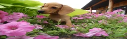 Miniature Dachshund dogs for sale: Miniature Dachshund 1 Molly - Ad 1